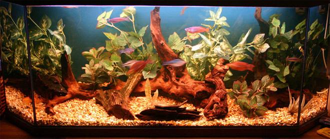 40 gallons freshwater fish tank (mostly fish and non-living decorations) - my tank