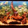 40 gallons freshwater fish tank (mostly fish and non-living decorations) - my tank