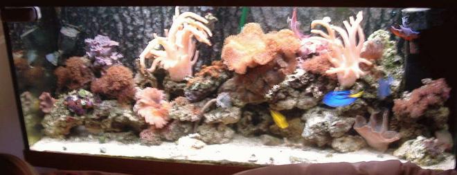 55 gallons reef tank (mostly live coral and fish) - Jewel 240 reef tank