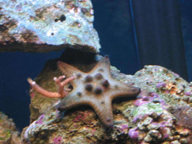 corals inverts - protoreastor nodosus - chocolate chip starfish stocking in 55 gallons tank - Chocolate Chip Starfish