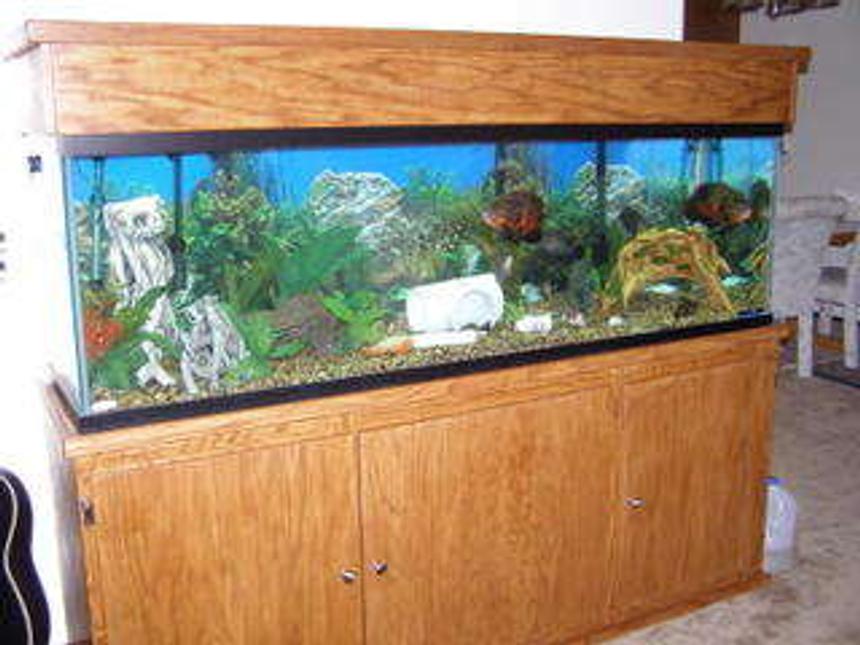 Rated #308: 125 Gallons Freshwater Fish Tank - 125 gallons of relaxation