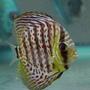 freshwater fish - symphysodon spp. - snakeskin discus stocking in 60 gallons tank - Leopard Skin