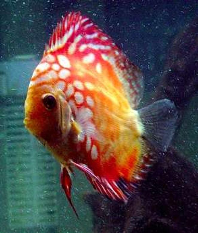 freshwater fish - symphysodon spp. - pigeon blood discus stocking in 60 gallons tank - Our Newest Little Pigeon Blood