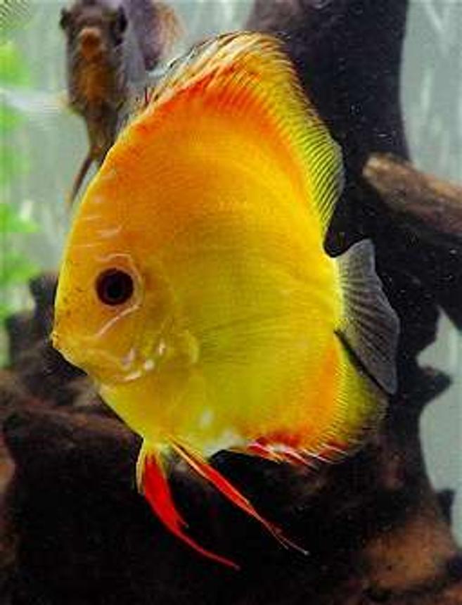 freshwater fish - symphysodon spp. - pigeon blood discus stocking in 60 gallons tank - Our Older Pigeon Blood