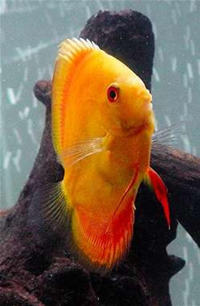 freshwater fish - symphysodon sp. - red marlboro discus stocking in 60 gallons tank - Red Scarlet