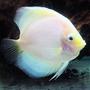 freshwater fish - symphysodon sp. - snow white discus stocking in 60 gallons tank - White Diamond