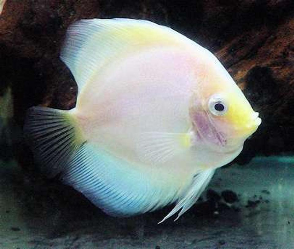 freshwater fish - symphysodon sp. - snow white discus stocking in 60 gallons tank - White Diamond