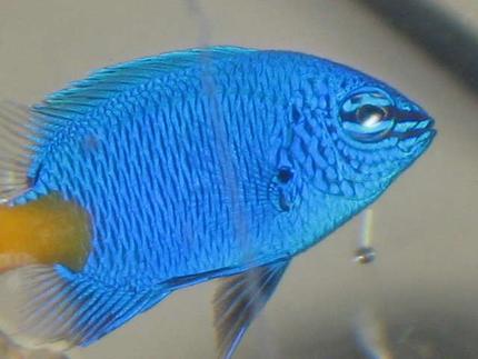 saltwater fish - chrysiptera parasema - yellowtail damselfish stocking in 10 gallons tank - my new yellow tailed damsel