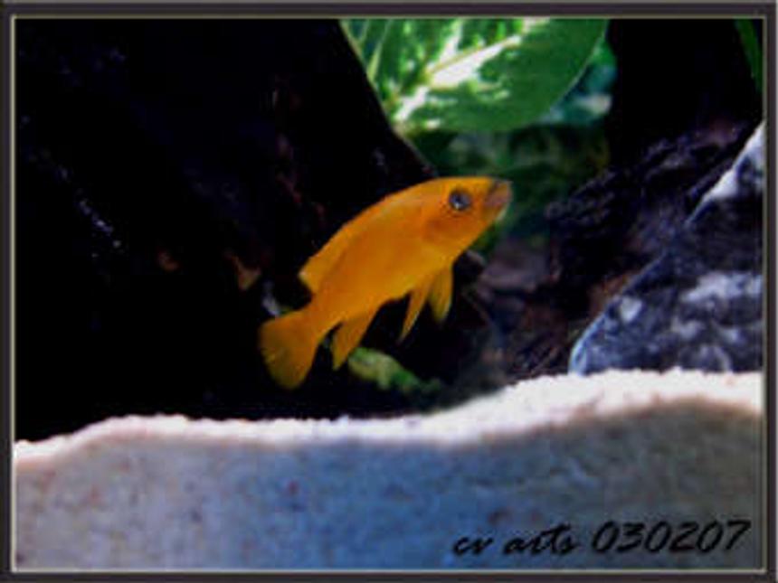 Rated #2098: Freshwater Fish - Neolamprologus Leleupi - Orange Leleupi Cichlid Stocking In 30 Gallons Tank - my yellow leleupi!
