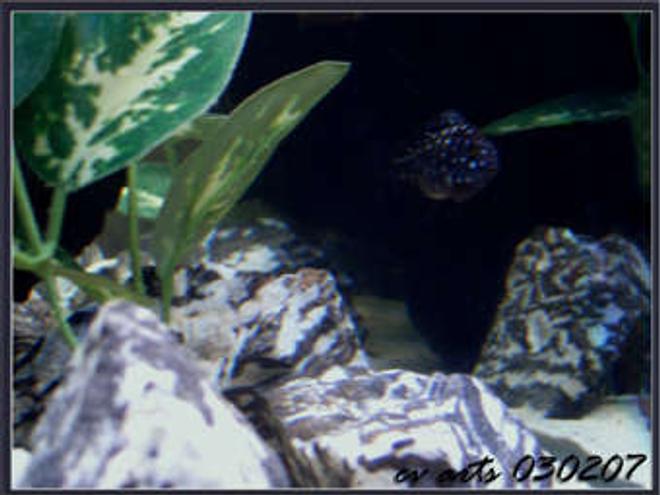 freshwater fish - tropheus duboisii - duboisi cichlid stocking in 30 gallons tank - my super cool tropheus duboisi!