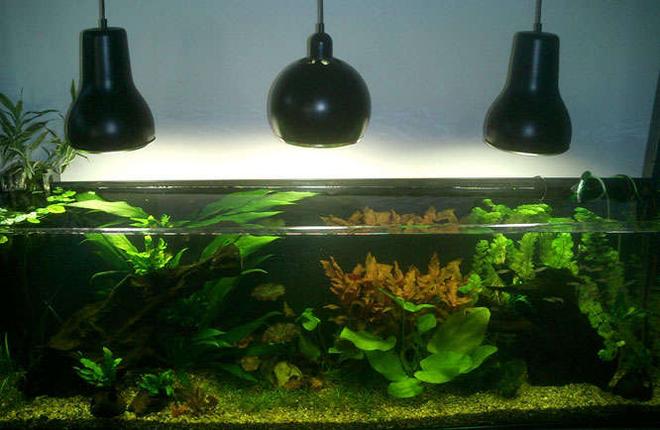 75 gallons planted tank (mostly live plants and fish) - 6 month old