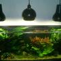 75 gallons planted tank (mostly live plants and fish) - 6 month old