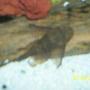 freshwater fish - peckoltia angelicus - angelicus pleco (l-05) stocking in 90 gallons tank - this is my long lace pleco, 2 years old.