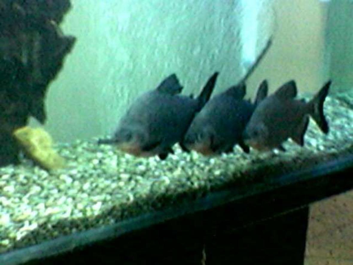 freshwater fish - colossoma brachypomus - pacu stocking in 180 gallons tank - My pacus...