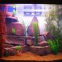 40 gallons freshwater fish tank (mostly fish and non-living decorations) - Freshwater tank