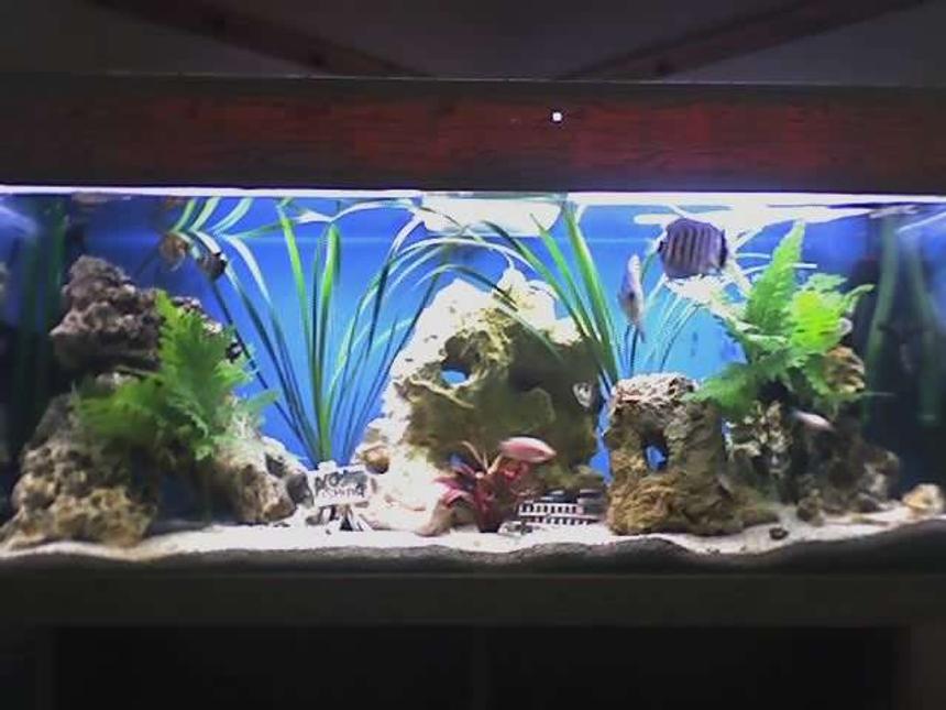 Rated #149: 30 Gallons Planted Tank - my discus tank