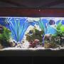 30 gallons planted tank (mostly live plants and fish) - my discus tank