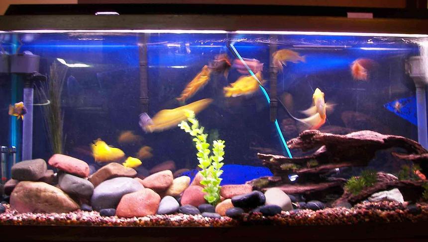 Rated #159: 55 Gallons Freshwater Fish Tank - African Cichlids, 55 gal, lake rock and if you look close enough there are babies