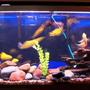 55 gallons freshwater fish tank (mostly fish and non-living decorations) - African Cichlids, 55 gal, lake rock and if you look close enough there are babies