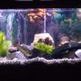 75 gallons planted tank (mostly live plants and fish) - my tank consistes of live plants and invertabres,and 2 baraccudas, 2vampire tetras,2 bichers,featherfin knife,chiclid,jackdemsey, mix severum, and a huge gold fish that i got out of a pond