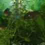 freshwater fish - nandopsis octofasciatum - jack dempsey stocking in 75 gallons tank - bichers and a jack dempsey