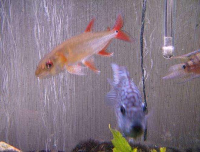 freshwater fish - acestrorhynchus falcatus - red tail barracuda stocking in 75 gallons tank - baraccuda, and a cichlid mix with severum