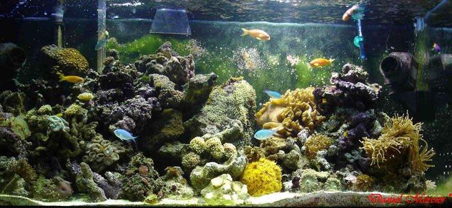77 gallons reef tank (mostly live coral and fish) - 77 us/gal reef tank
Fishs:
Amphiprion ocellaris, Amphiprion percula, Chromis viridis, Gobiodon okinawae, Pseudanthias squamipinnis, Gramma loreto, Salarias fasciatus.
Corals:
Frogspawn, Torch coral, Zooanthus, Mushrooms, Green star polyps, Hammers, Sun coral, Xénia, Cabbage leather coral, Ricordea.