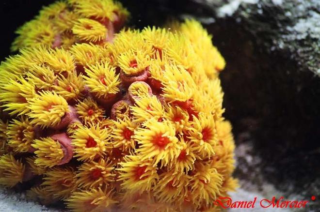 corals inverts - tubastrea faulkneri - orange sun coral stocking in 77 gallons tank - Sun coral