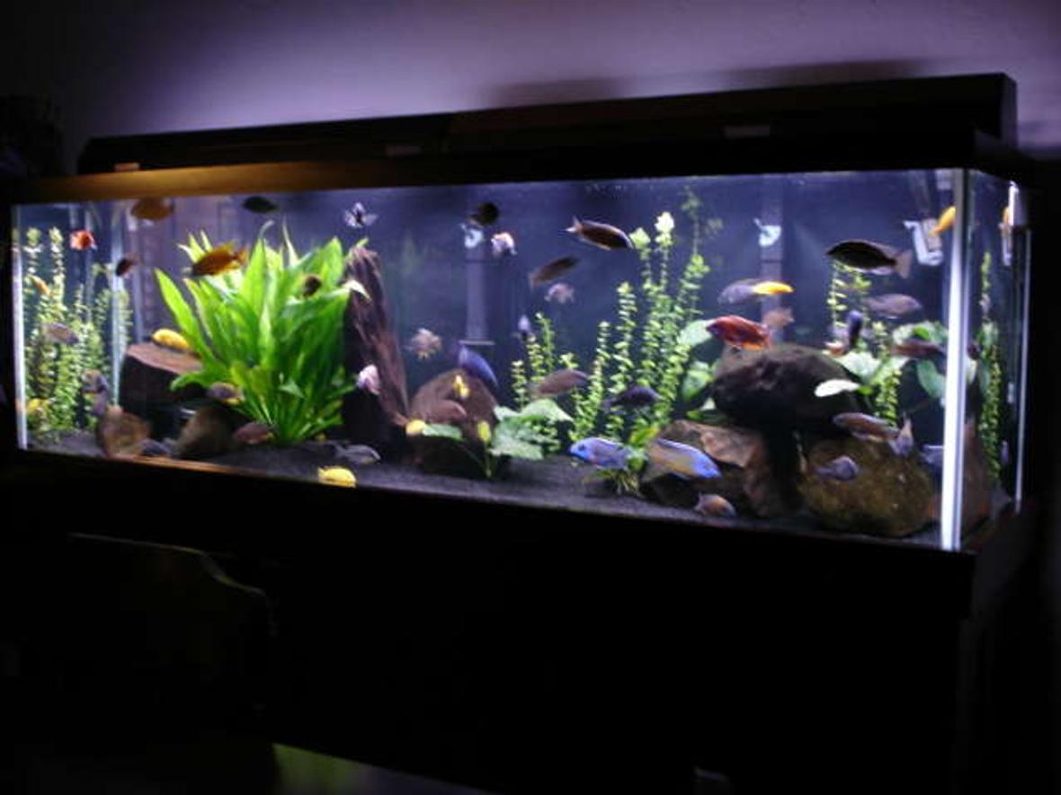 125 gallons freshwater fish tank (mostly fish and non-living decorations) - 125 gallon malawi mixed tank