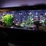 125 gallons freshwater fish tank (mostly fish and non-living decorations) - 125 gallon malawi mixed tank