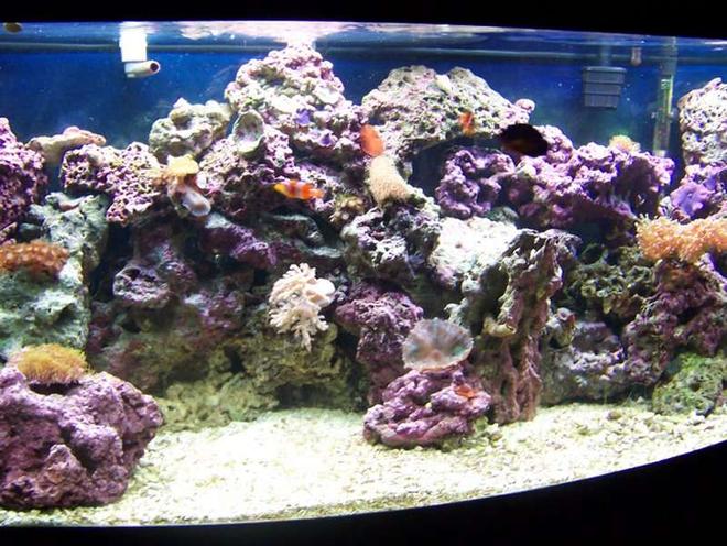 72 gallons reef tank (mostly live coral and fish) - Front view, close up setting, no flash