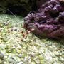 corals inverts - stenopus hispidus - banded coral shrimp stocking in 72 gallons tank - Coral Banded Shrimp