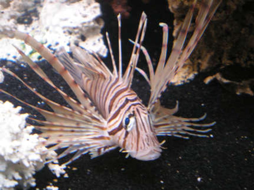 Rated #49: Saltwater Fish - Pterois Volitans - Volitan Lionfish Stocking In 55 Gallons Tank - MR. LIONFISH