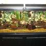55 gallons freshwater fish tank (mostly fish and non-living decorations) - my 55 gal look at all the evil eyes