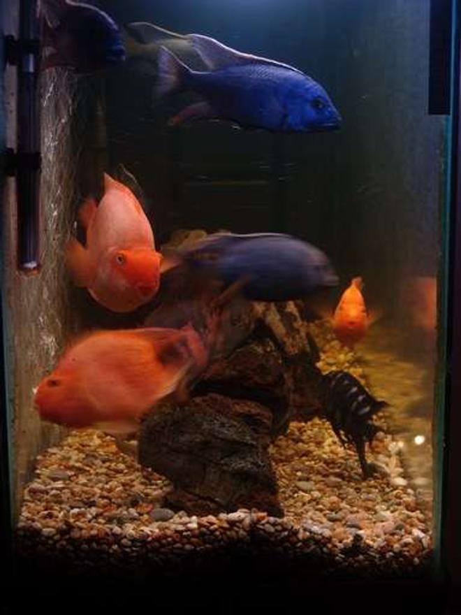 freshwater fish - heros severus x amphilophus citrinellum - blood parrot stocking in 120 gallons tank - Tank Placid side