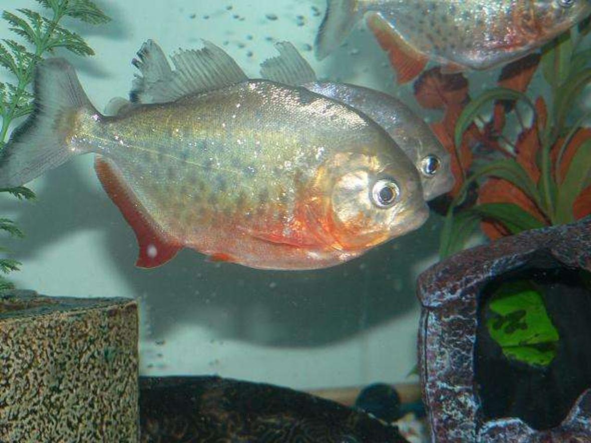 freshwater fish - pygocentrus nattereri - redbellied pirhana stocking in 70 gallons tank - my big guy
