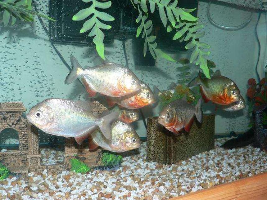 Rated #1801: Freshwater Fish - Pygocentrus Nattereri - Redbellied Pirhana Stocking In 70 Gallons Tank - RED BELLY PIRANHAS