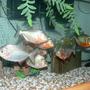 freshwater fish - pygocentrus nattereri - redbellied pirhana stocking in 70 gallons tank - RED BELLY PIRANHAS