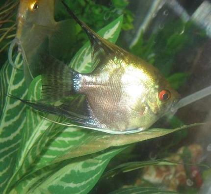 freshwater fish - pterophyllum scalare - smokey angelfish stocking in 60 gallons tank - Smokey angelfish female lating eggs.