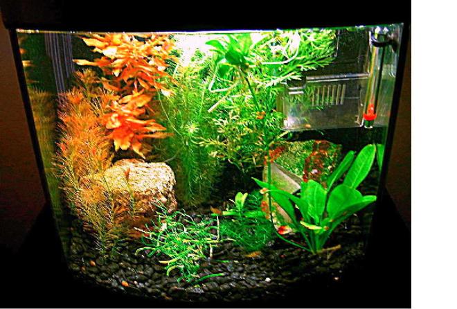 planted tank (mostly live plants and fish) - puffer