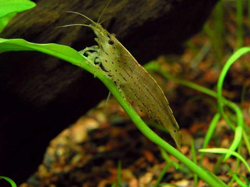 Rated #61: Corals Inverts - Caridina Japonica - Amano Shrimp Stocking In 20 Gallons Tank - Amano Shrimp