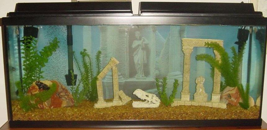 Rated #554: 55 Gallons Freshwater Fish Tank - 55 gallon Oscar tank.Two marineland powerheads and a penguin 350 bio wheel filter.