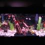 55 gallons freshwater fish tank (mostly fish and non-living decorations) - 55