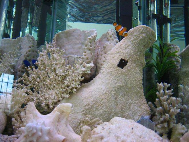 35 gallons saltwater fish tank (mostly fish, little/no live coral) - 35