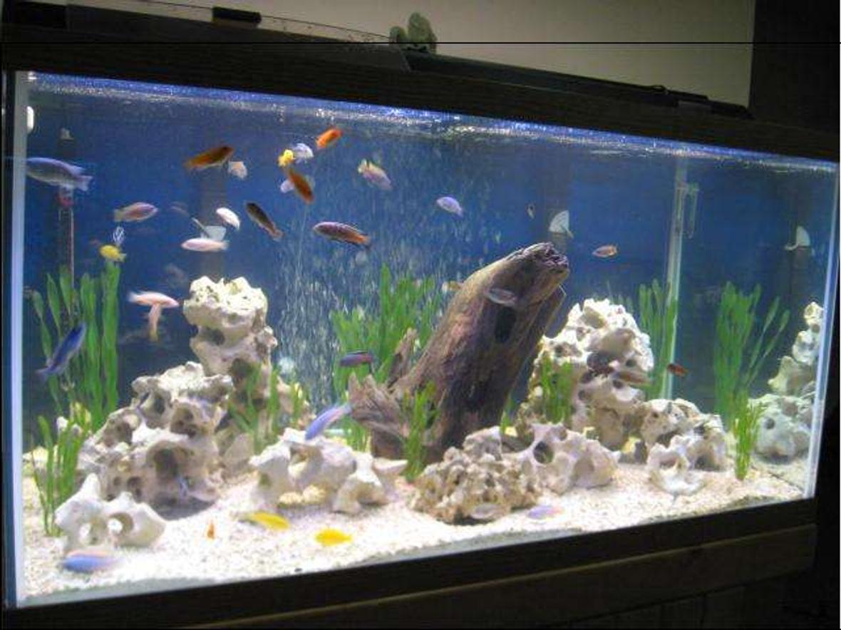 120 gallons freshwater fish tank (mostly fish and non-living decorations) - 120gal. Lake Malawi !!!!!!