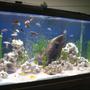 120 gallons freshwater fish tank (mostly fish and non-living decorations) - 120gal. Lake Malawi !!!!!!
