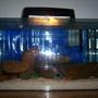 freshwater fish tank (mostly fish and non-living decorations) - 1 of my tanks
