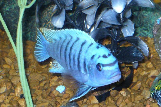 freshwater fish - metriaclima callainos - cobalt blue zebra cichlid stocking in 55 gallons tank - my blue zebra