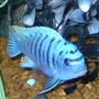 freshwater fish - metriaclima callainos - cobalt blue zebra cichlid stocking in 55 gallons tank - my blue zebra