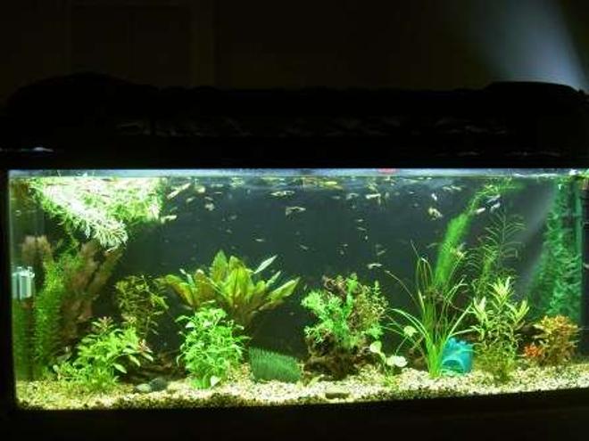 planted tank (mostly live plants and fish) - 12